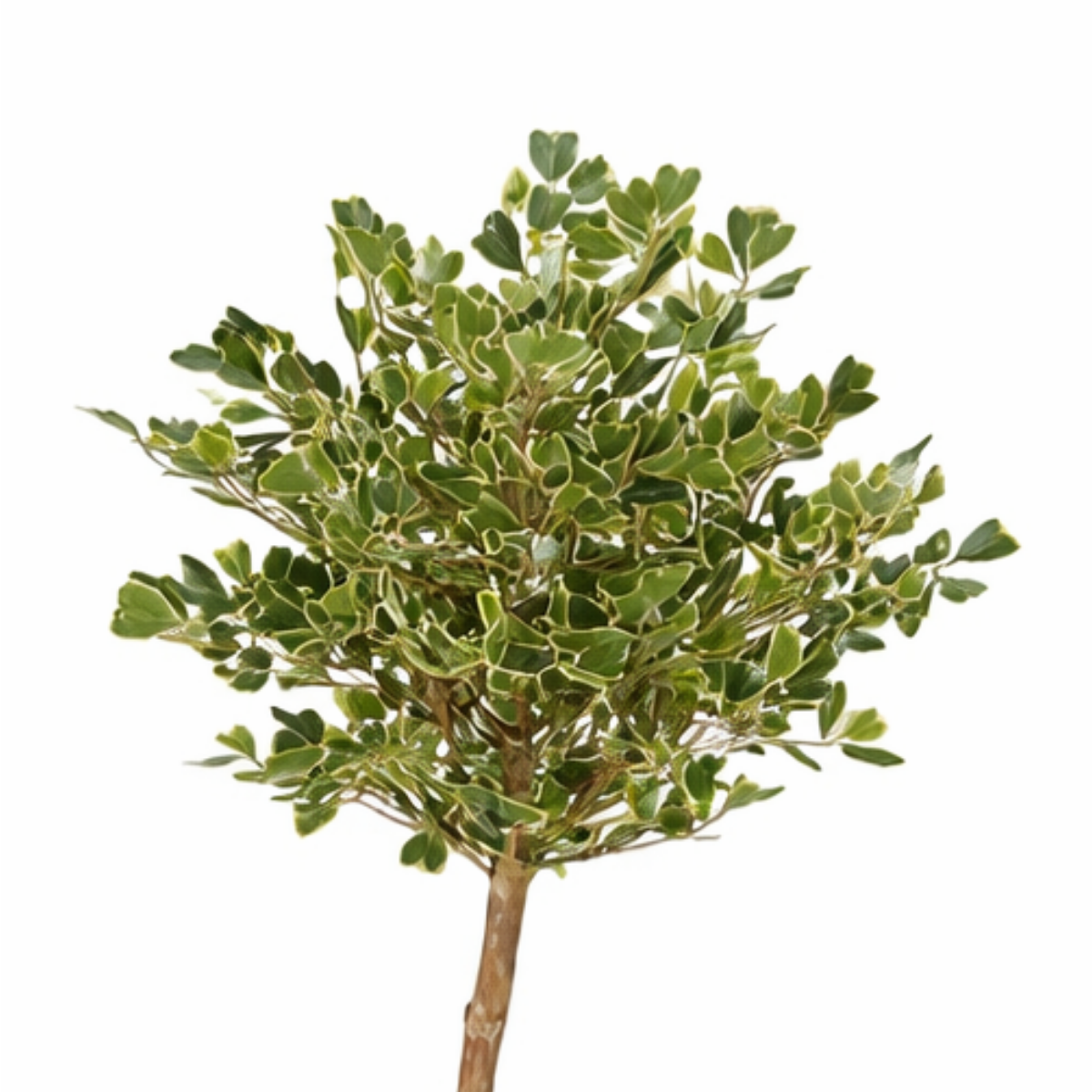 Kunstplant Ficus Triangularis Groen – 150 cm