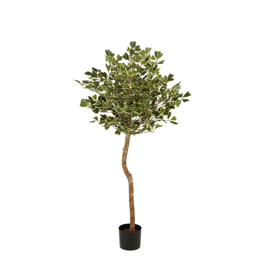 Kunstplant Ficus Triangularis Groen – 150 cm