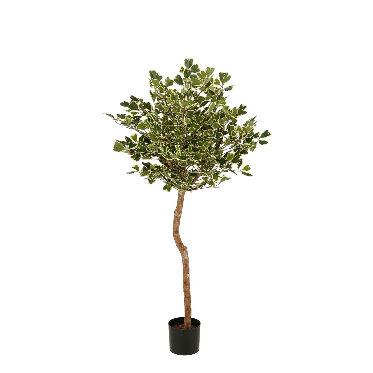 Kunstplant Ficus Triangularis Groen – 150 cm